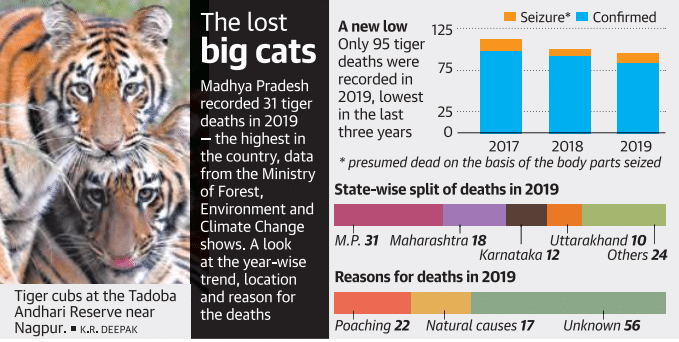 Tiger cubs at the Tadoba 
Andhari Reserve near 
Nagpur. • K.R. DEEPAK 
The lost 
• Seizure* • Confirmed 
A new low 125 
big cats . 
Only 95 tiger 
deaths were 
75 
recorded in 
Madhya Pradesh 
2019, lowest 
recorded 31 tiger 
in the last 25 
deaths in 2019 
three years O 
— the highest in 
2017 
2018 
2019 
the country, data 
presumed dead on the basis Of the body parts seized 
from the Ministry 
State-wise split of deaths in 2019 
of Forest, 
Environment and 
Climate Change 
shows. A look 
at the year-wise 
trend, location 
and reason for 
the deaths 
M.P.31 Maharashtra 18 
Uttarakhand 10 
Karnataka 12 
Reasons for deaths in 2019 
Others 24 
Poaching 22 Natural causes 17 Unknown 56 