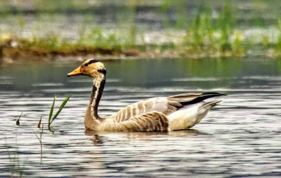 Waterbird Bar-headed Goose Kaziranga legacy ias academy best ias academy in bangalore