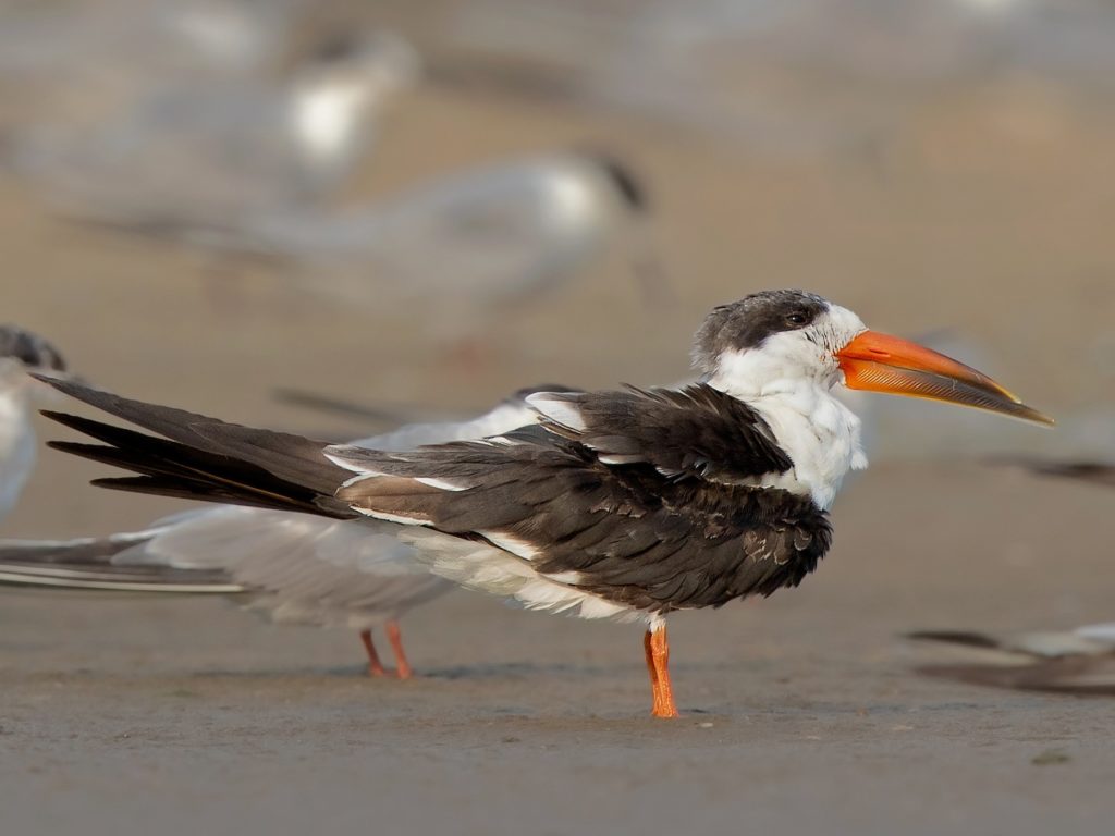 Indian Skimmer Water Bird Legacy IAS Academy Best IAS academy in Bangalore