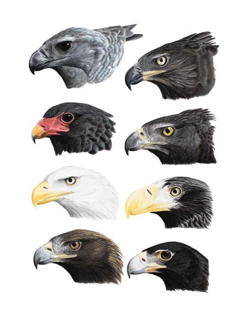 Migratory Raptors Birds accipitridae