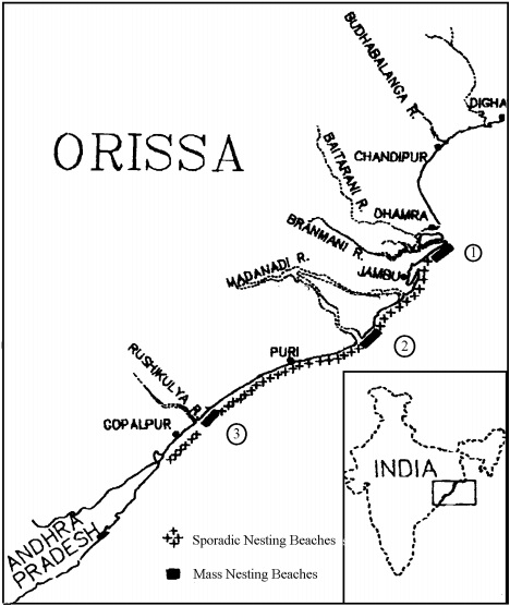 Odisha Coast Orissa Coast Map
Lepidochelys olivacea distribution map: red circles are major nesting grounds; yellow circles are minor nesting 
beaches. 