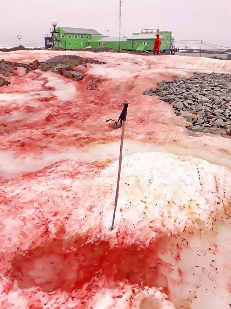 Red snow Algae watermelon snow