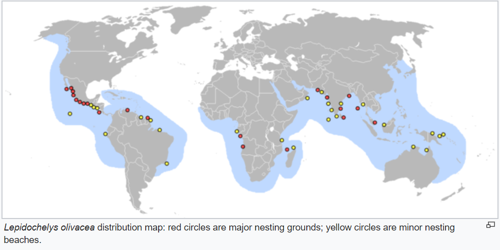 Olive Ridle Sea Turtle Nesting Grounds Distribution Map Major and Minor Nesting Grounds in The Beach Beaches of the World with Olive Ridley Sea Turtle Lepidochelys olivacea