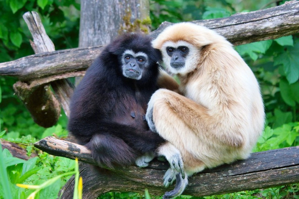 Hoolock Gibbon upsc