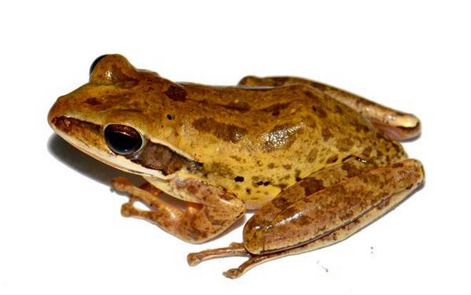 Bengal Tree Frog