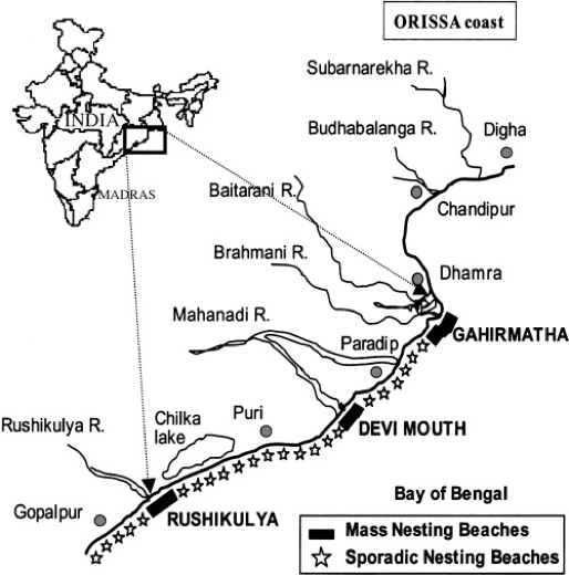 olive ridley turtle locations, olive ridley turtle