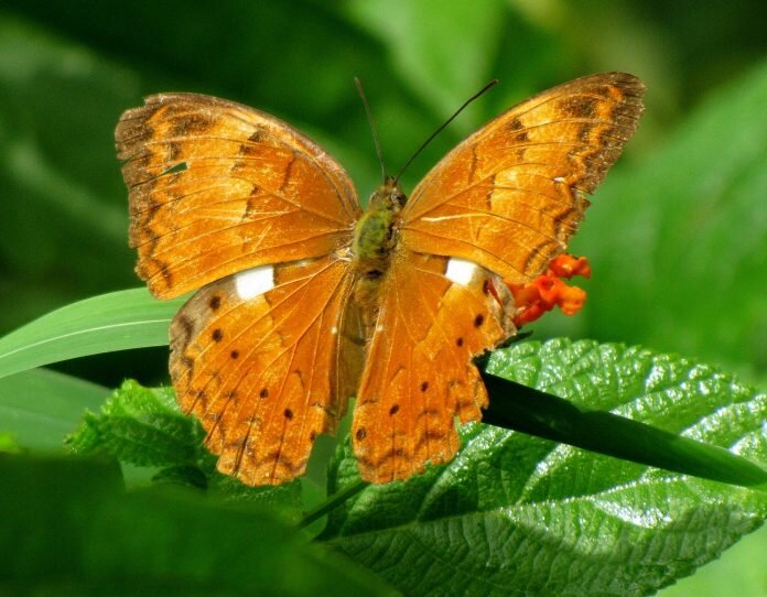 Tamil Yeoman upsc butterfly