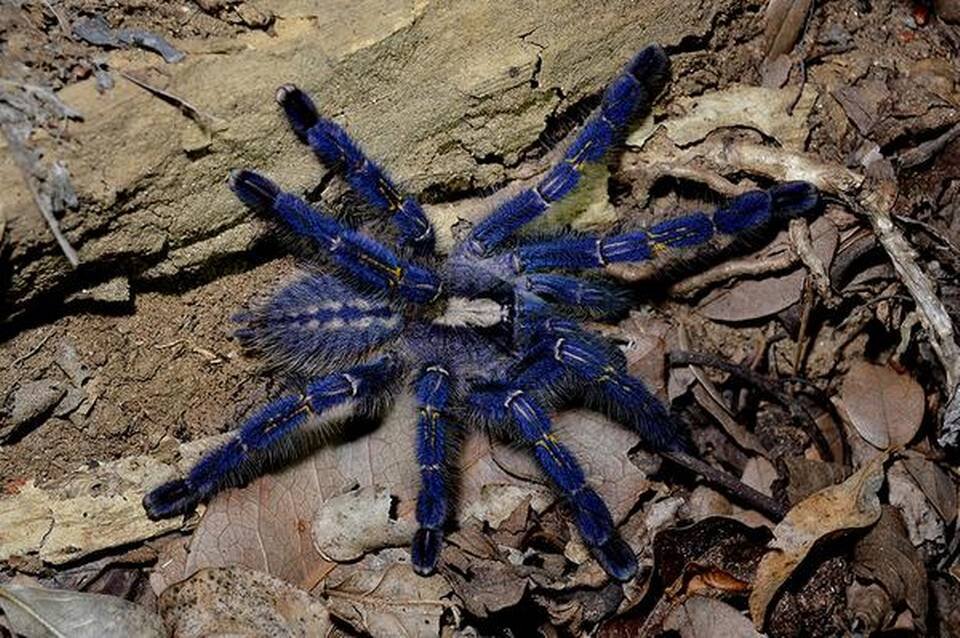 Rare Tarantula Sighted in Tamil Nadu upsc