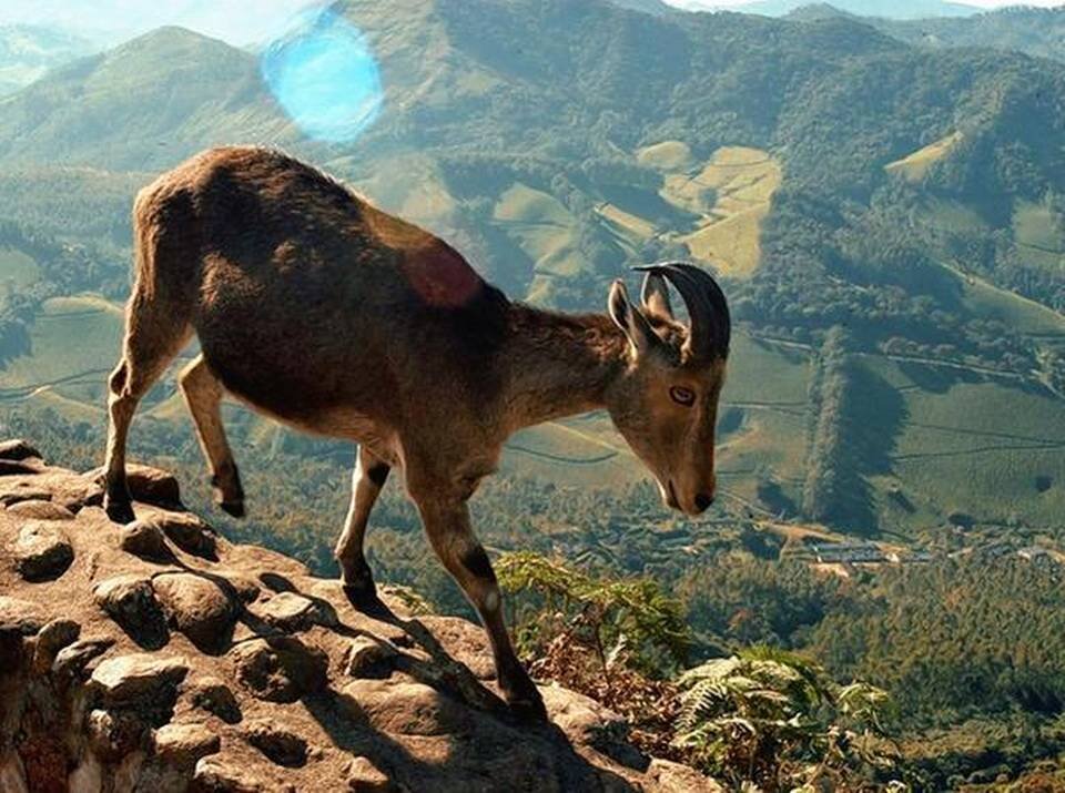 Nilgiris Tahr upsc