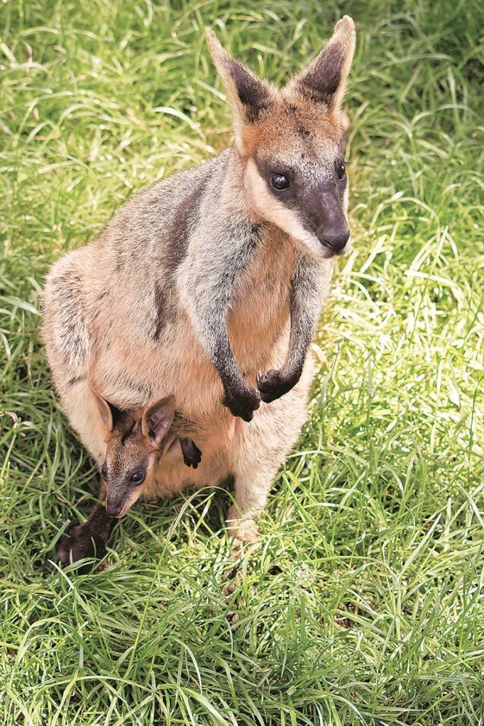 swamp wallaby, swamp wallaby pregnant, swamp wallaby kangaroo, swamp wallaby australia, swamp wallaby news