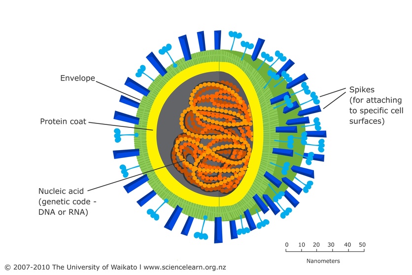 Machine generated alternative text:
Envelope 
Protein coat 
Nucleic acid 
(genetic code - 
DNA or RNA) 
@ 2007-2010 The University of Waikato I www.sciencelearn.org.nz 
Spikes 
(for attaching 
to specific cell 
surfaces) 
10 20 30 40 50 
Nanometers 