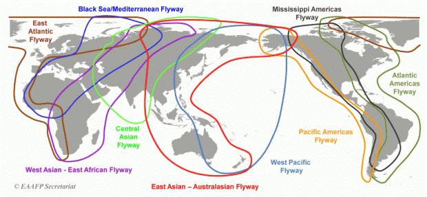 Image result for Flyways in India Bird Migration