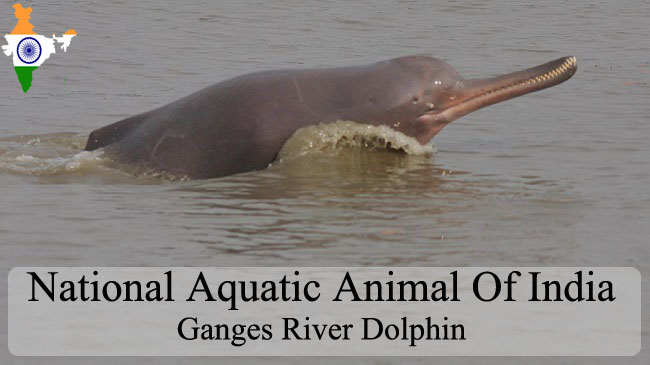 Image result for dolphin india's national aquatic animal