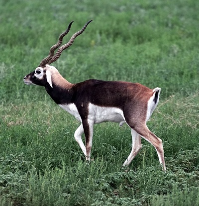 Blackbuck Antelope Indian Antelope