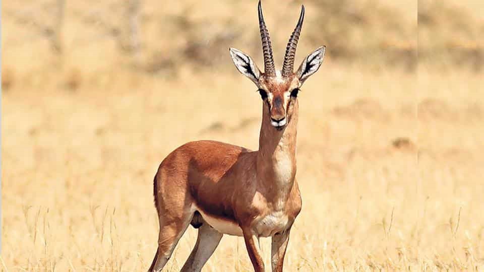 Chinkara Indian Gazelle