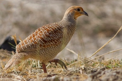 Franolinus Grey Francolin