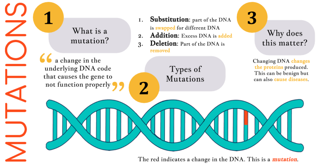 Machine generated alternative text:
What is a 
mutation? 
a change in the 
underlying DNA code 
that causes the gene to 
not function properly 
1. 
2. 
3. 
2 
Substitution: part of the DNA 
swapped 
for different DNA 
Addition: Excess DNA is 
added 
Deletion: Part of the DNA is 
removed 
Types of 
Mutations 
Why does 
this matter? 
Changing DNA changes 
the proteins produced 
This can be benign but 
can also cause diseases 
The red indicates a change in the DNA. This is a mutation. 