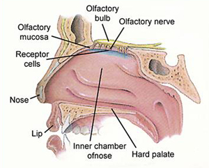 Machine generated alternative text:
mucosa 
Receptor 
Lip 
Olfactory nerve 
Inner chamber 
ofnose Hard palate 