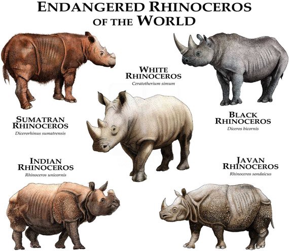 northern white rhinoceros vs southern white rhinoseros