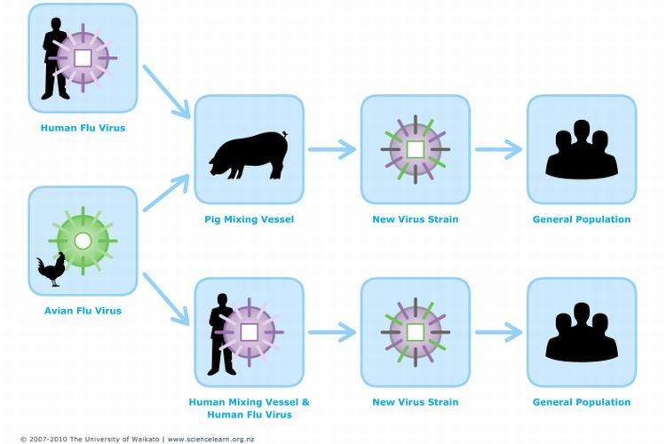 Reassortant Viruses Covid 19
Human Flu Virus 
Avian Flu Virus 
2003-2010 of 
Pig Mixing Vessel 
Human Mixing Vessel & 
Human Flu Virus 
New Virus Strain 
New Virus Strain 
General Population 
General population 