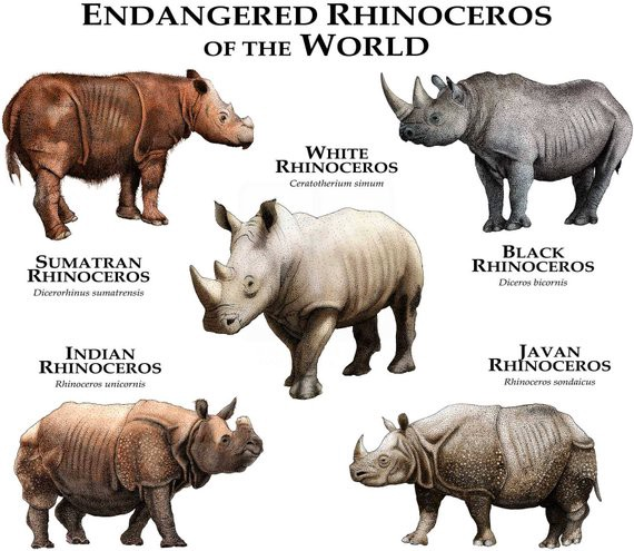 ENdangered Rhinoceros of the world White Rhinoceros Black Rhinoceros Sumatran Indian Javan Rhinoceros