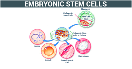 Embryonic Stem Cells BIOTECHNOLOGY TOPICS FOR UPSC  |  CURRENT AFFAIRS