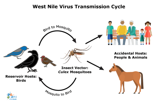 West Nile Virus UPSC