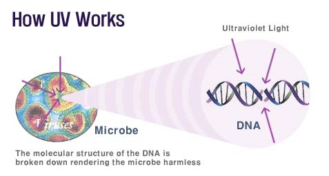 How UV Works Microbe DNA 