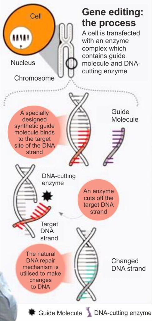 BIOTECHNOLOGY TOPICS FOR UPSC  |  CURRENT AFFAIRS Gene editing Process