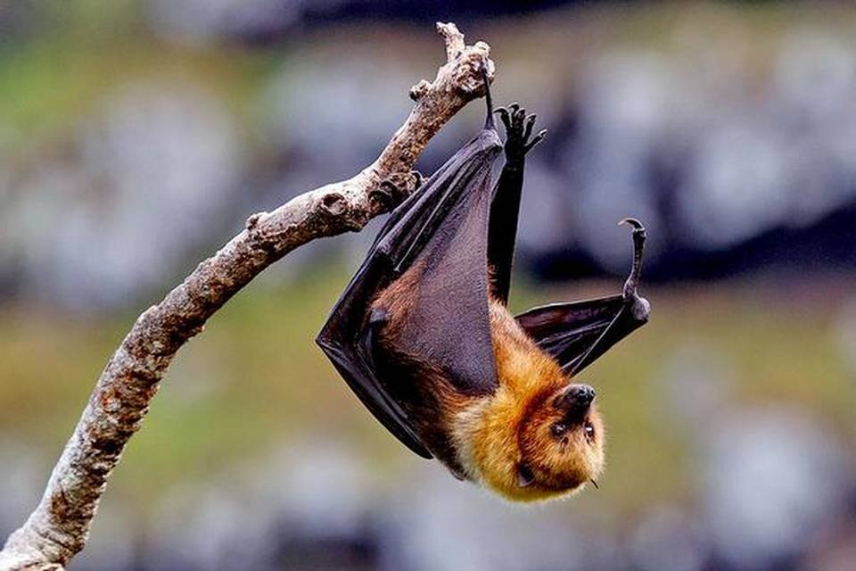 Fruit bat