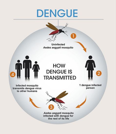 In Which Season Dengue Spread