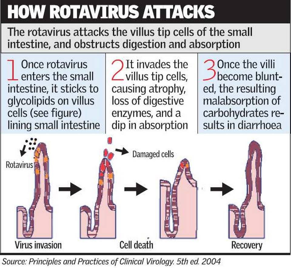 Rotavirus upsc 