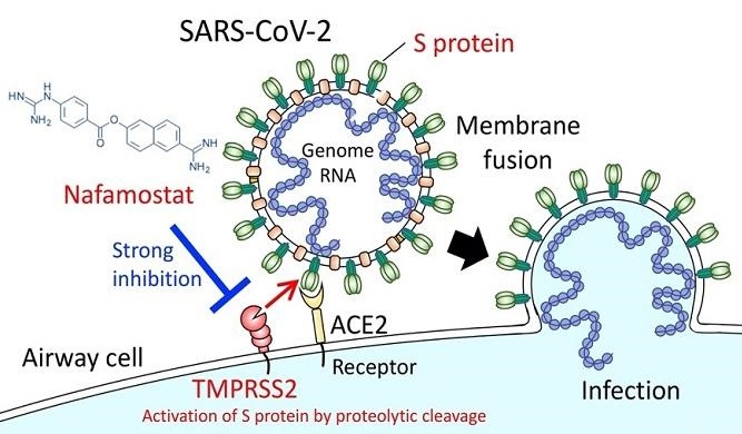 Spike Protein CoV-2 Virus COVID 19