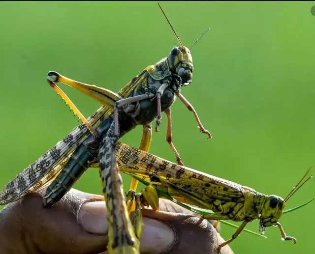 Desert Locusts