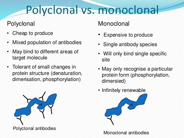 Difference between Monoclonal and Polyclonal Antibodies