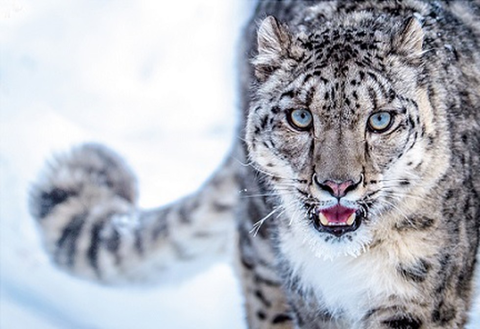 India will commission its first-ever snow leopard survey to estimate the  population and geographical range of the snow leopard.