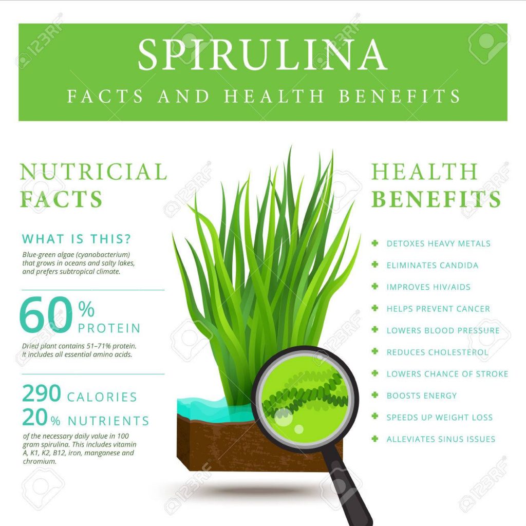 Set Of Spirulina Algae Infographics Banner. Arthrospira Seaweed.. Royalty  Free Cliparts, Vectors, And Stock Illustration. Image 65654488.