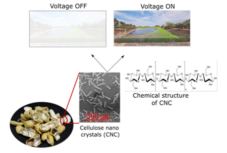 Indian scientists develop smart screens from discarded groundnut shells |  Department Of Science & Technology