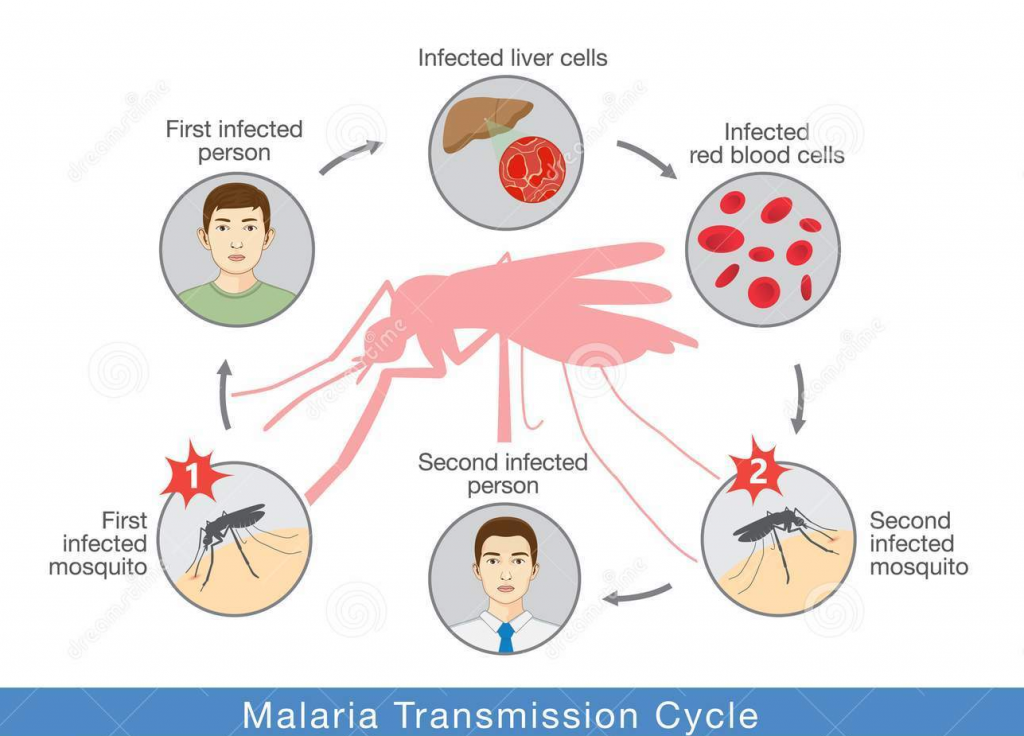 First 
infected 
mosquito 
Infected liver cells 
Second infected 
person 
Malaria Transmission Cycle 
Second 
infected 
mosquito 