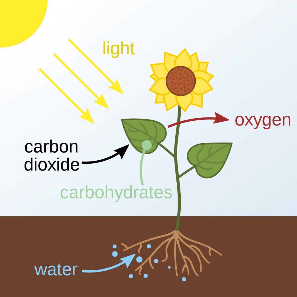 Photosynthesis - Wikipedia