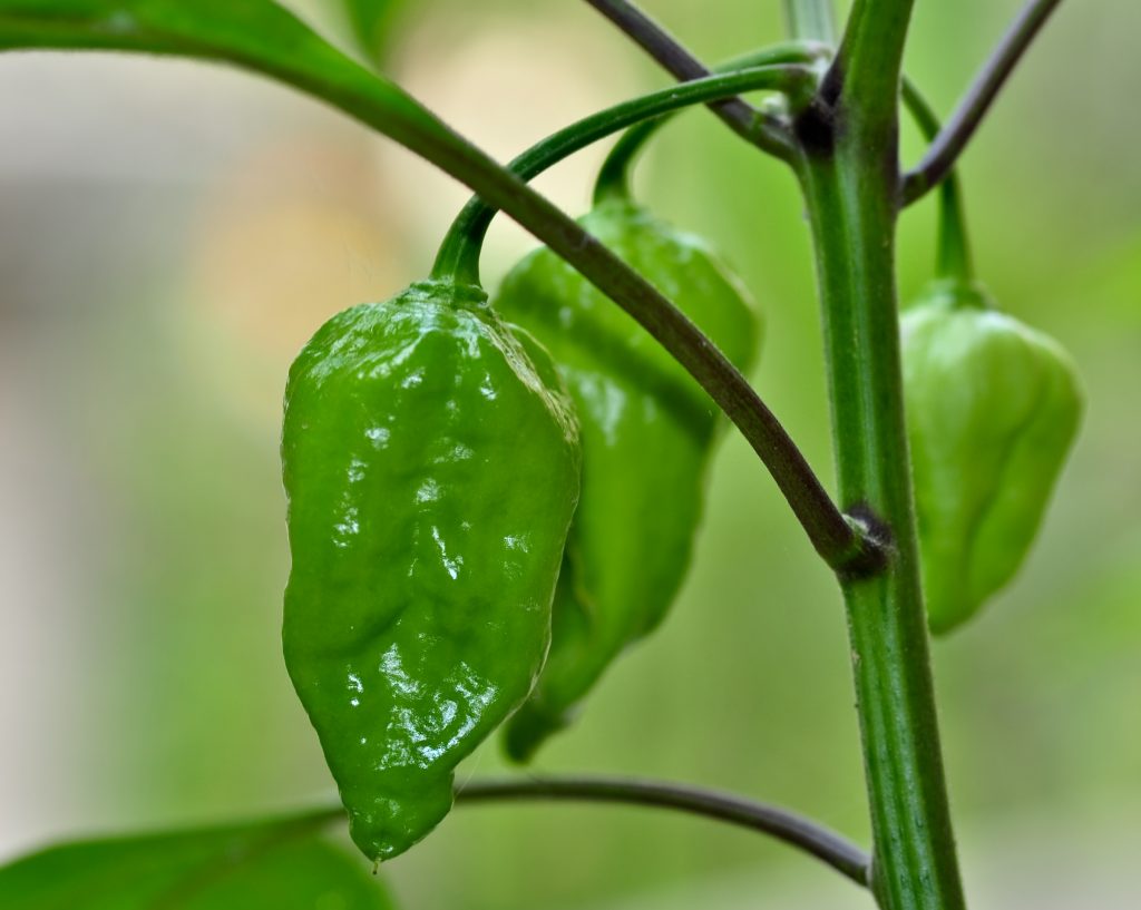 Naga Morich - Wikipedia