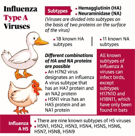 Bird Flu - INSIGHTSIAS