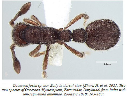 Ooce;aeajoshii sp. Body in dorsal view (Bhani H. etal. 2021. neo 
new species ofOoca•aea (Hymenoptera, Formicidae, Dowlinae) India With 
ten-segmented antennae. ZooKeys 1010: 165-1S3; 