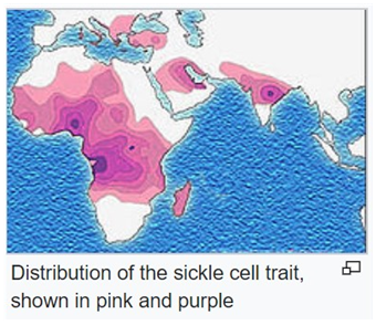 Distribution of the sickle cell trait, 
shown in pink and purple 