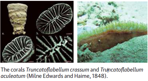 Four New Corals Recorded From Indian Waters