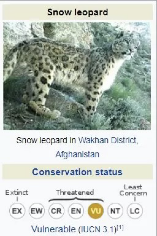 About The Snow leopard