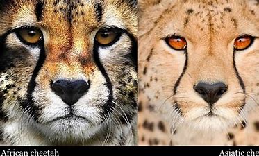 Re Introduction of Cheetahs