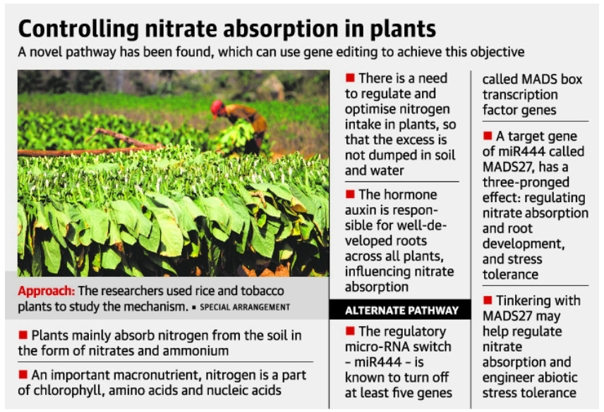 Nitrate Absorption in Plants