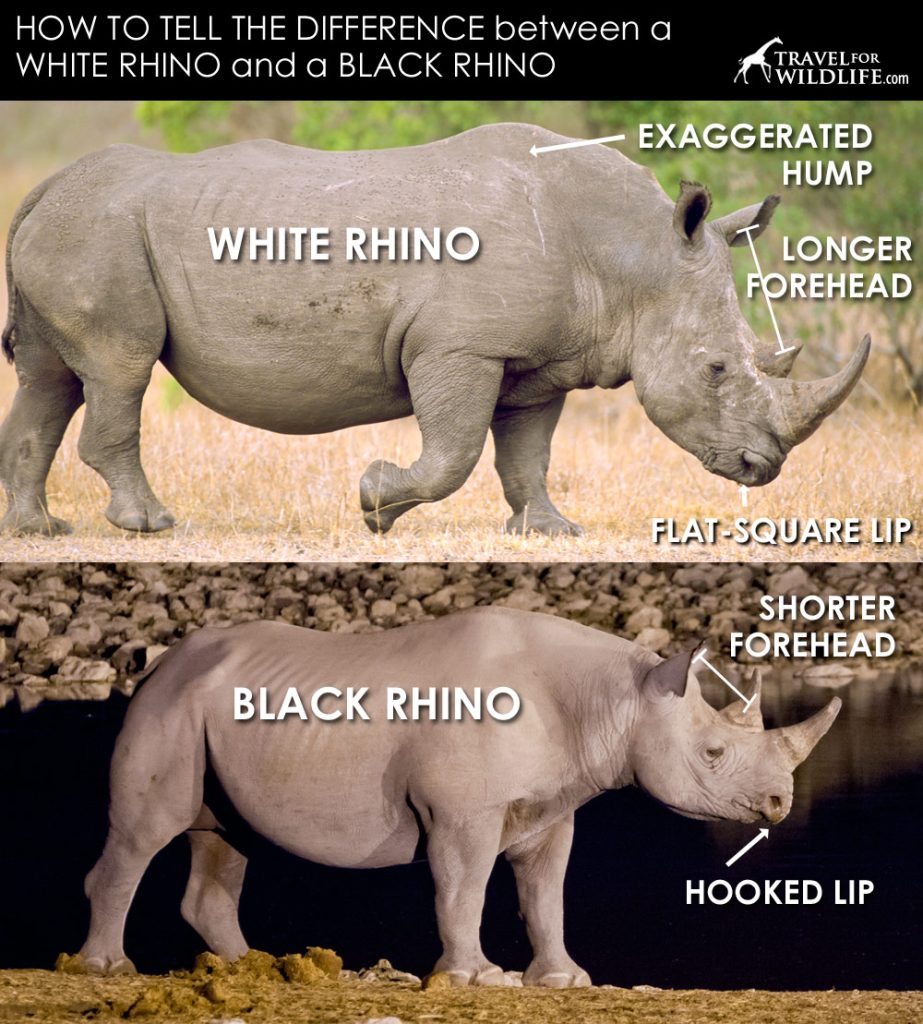 African Rhinoceros