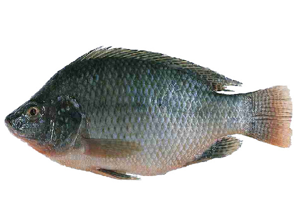 Tilapia Aquaculture Project